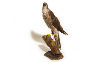 Gavilán (Accipiter nisus)