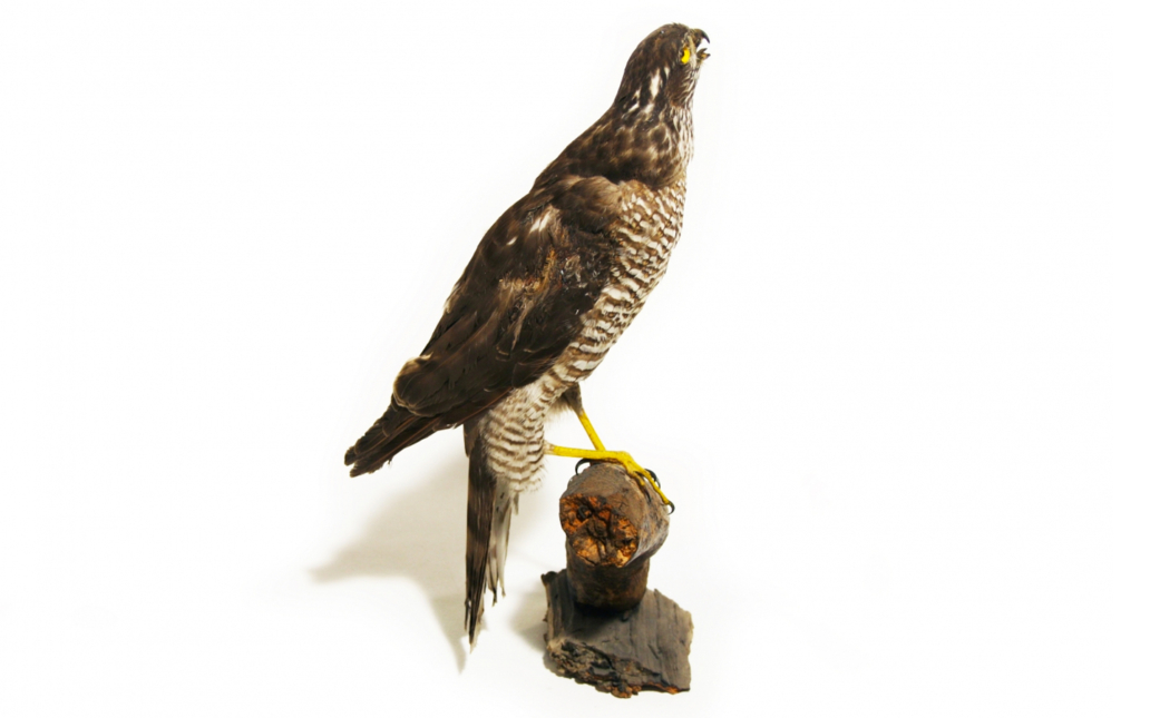 Gavilán (Accipiter nisus)