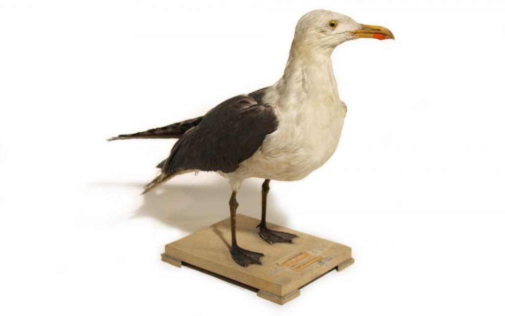 Gaviota sombría (Larus fuscus)