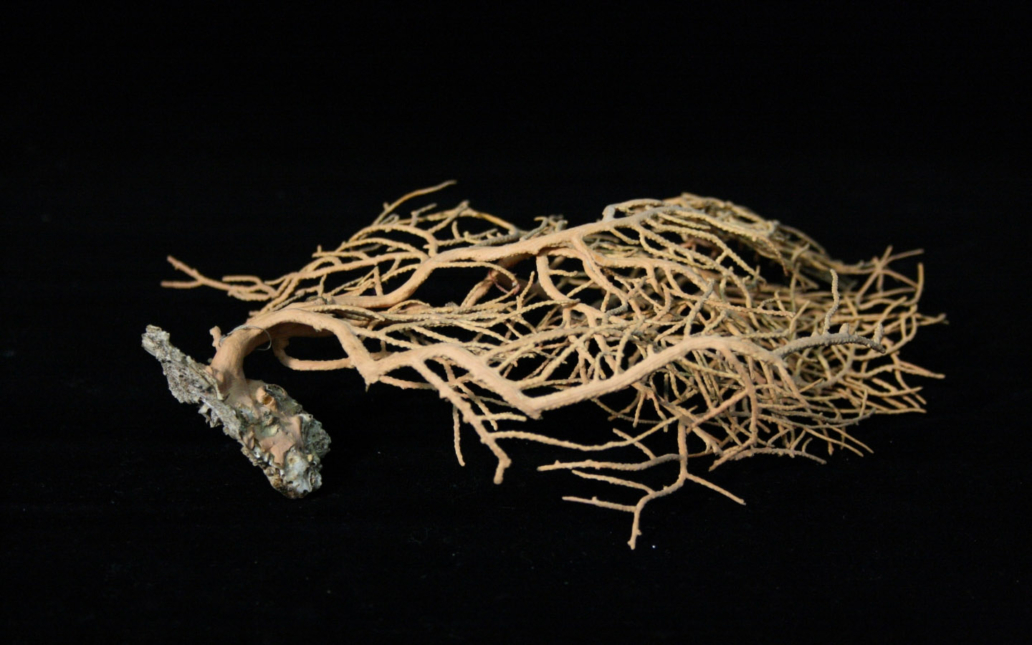 Gorgonia roja (Lophogorgia)