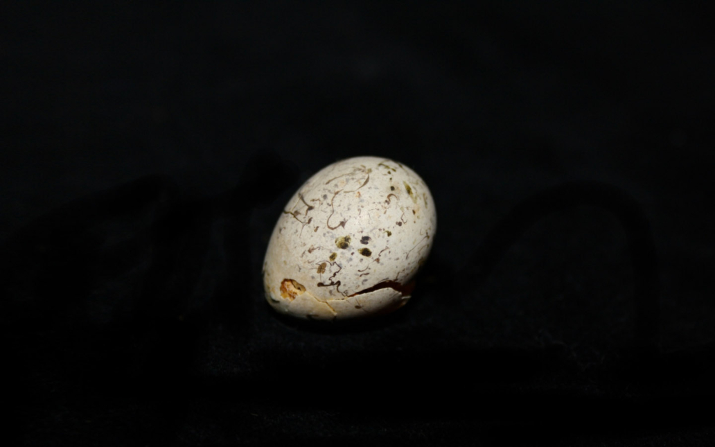 Gorrión común (Passer domesticus). Huevo