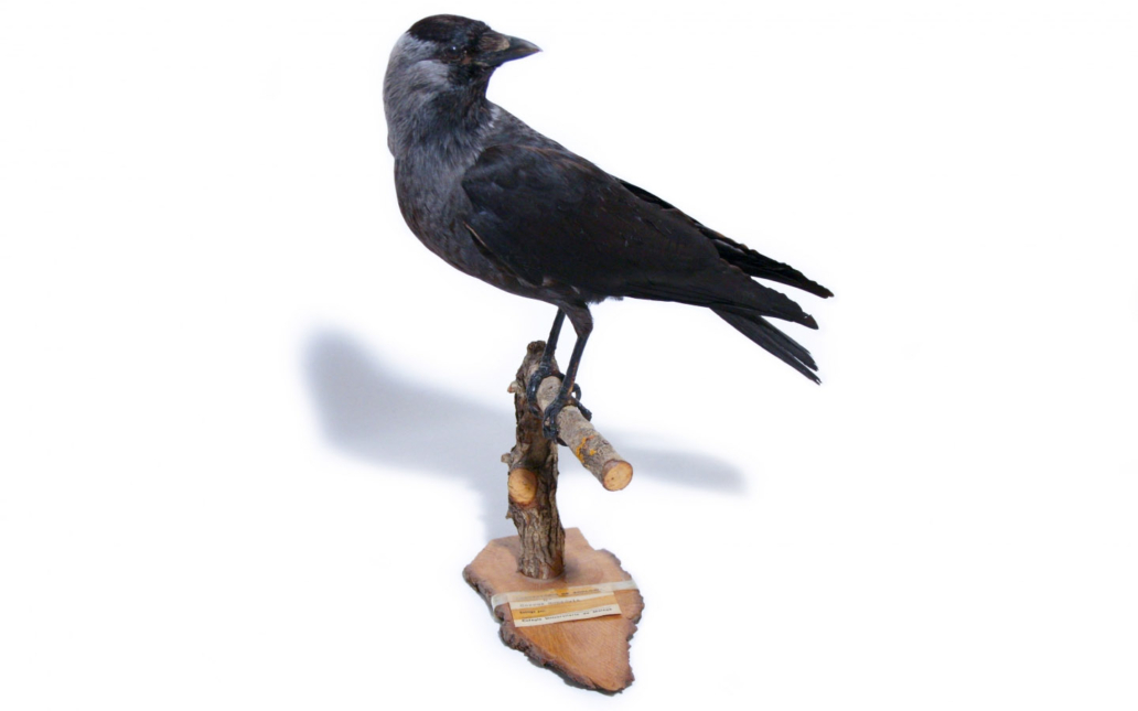 Grajilla (Corvus monedula)