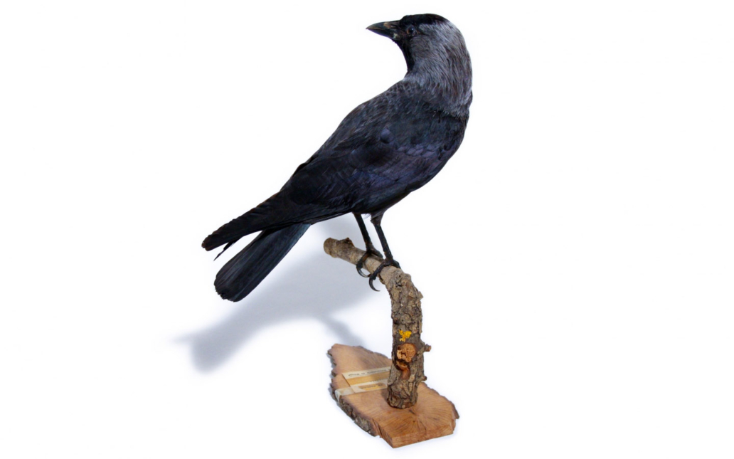 Grajilla (Corvus monedula)