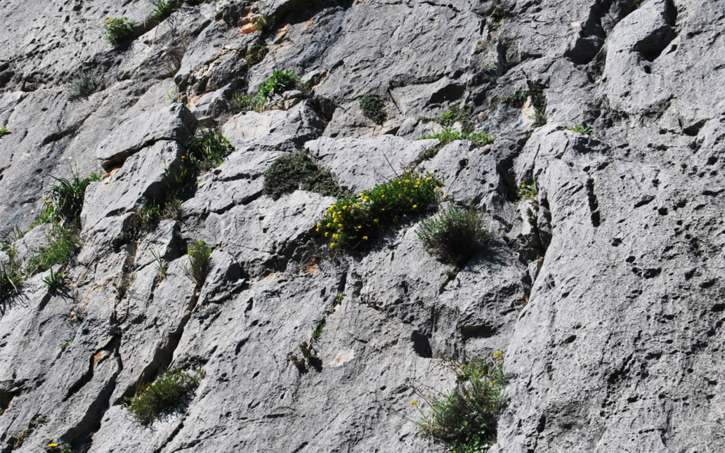 Hippocrepis tavera-mendozae (Talavera & E. Domínguez)