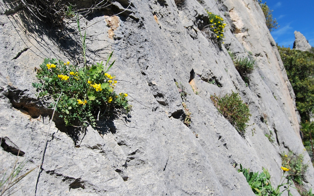 Hippocrepis tavera-mendozae (Talavera & E. Domínguez)