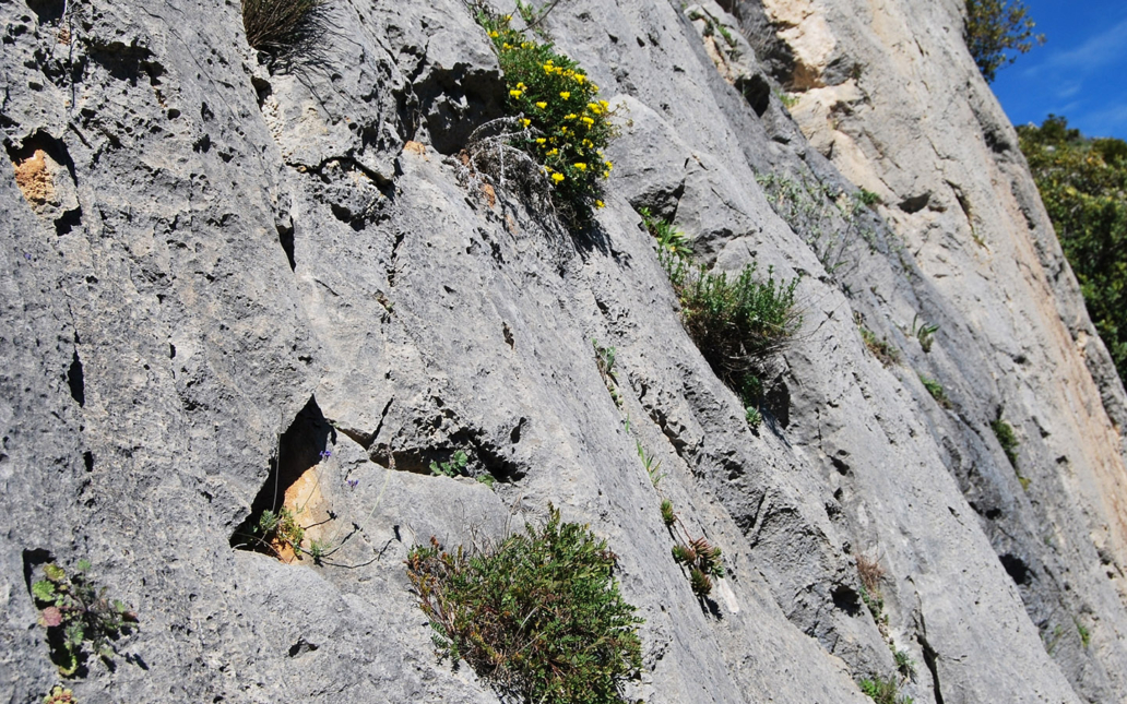 Hippocrepis tavera-mendozae (Talavera & E. Domínguez)