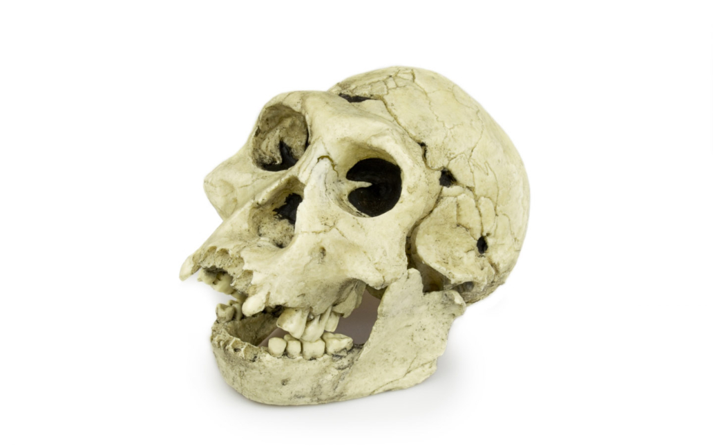 Homo erectus (Ergaster)