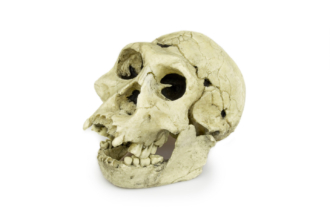 Homo erectus (Ergaster)