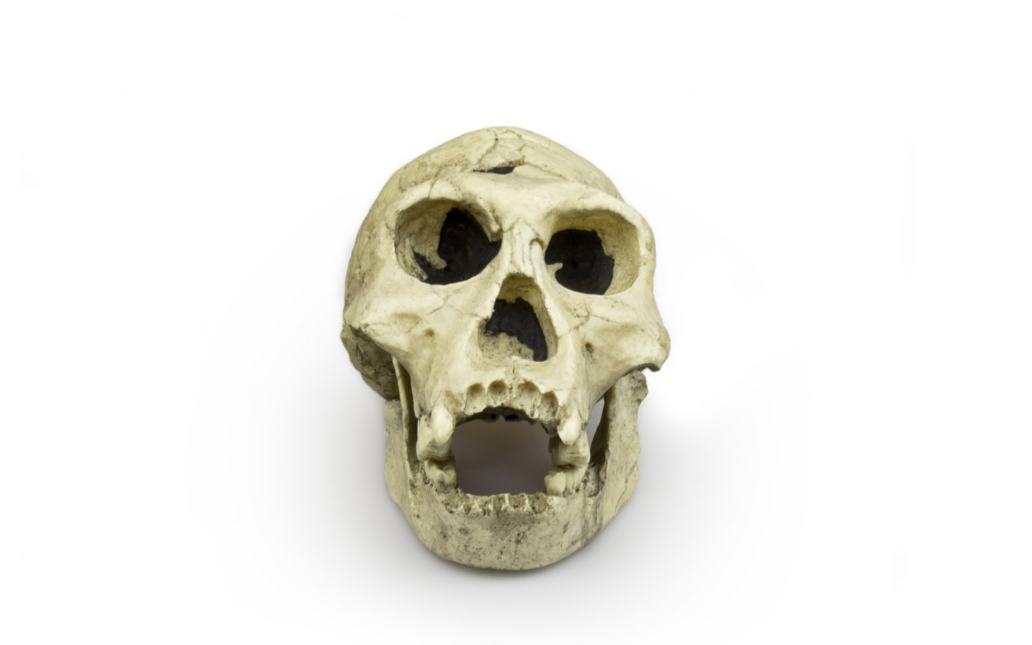 Homo erectus (Ergaster)
