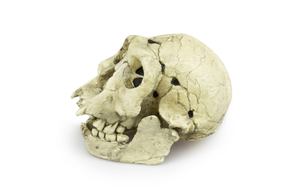 Homo erectus (Ergaster)