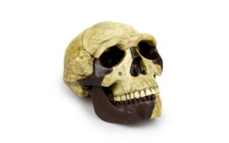 Homo erectus pekinensis