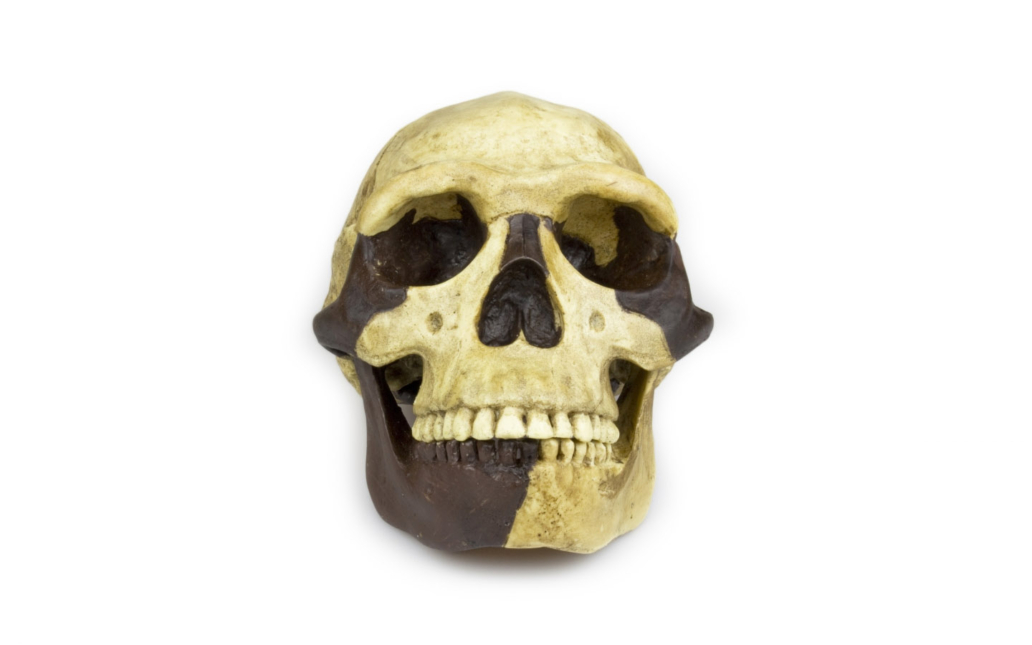 Homo erectus pekinensis