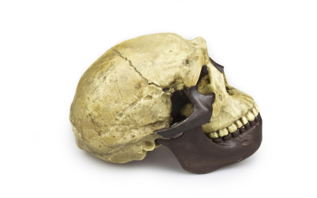 Homo erectus pekinensis