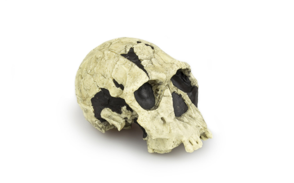 Homo habilis