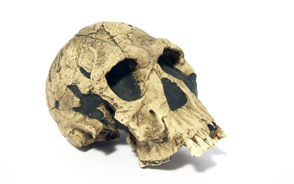 Homo habilis