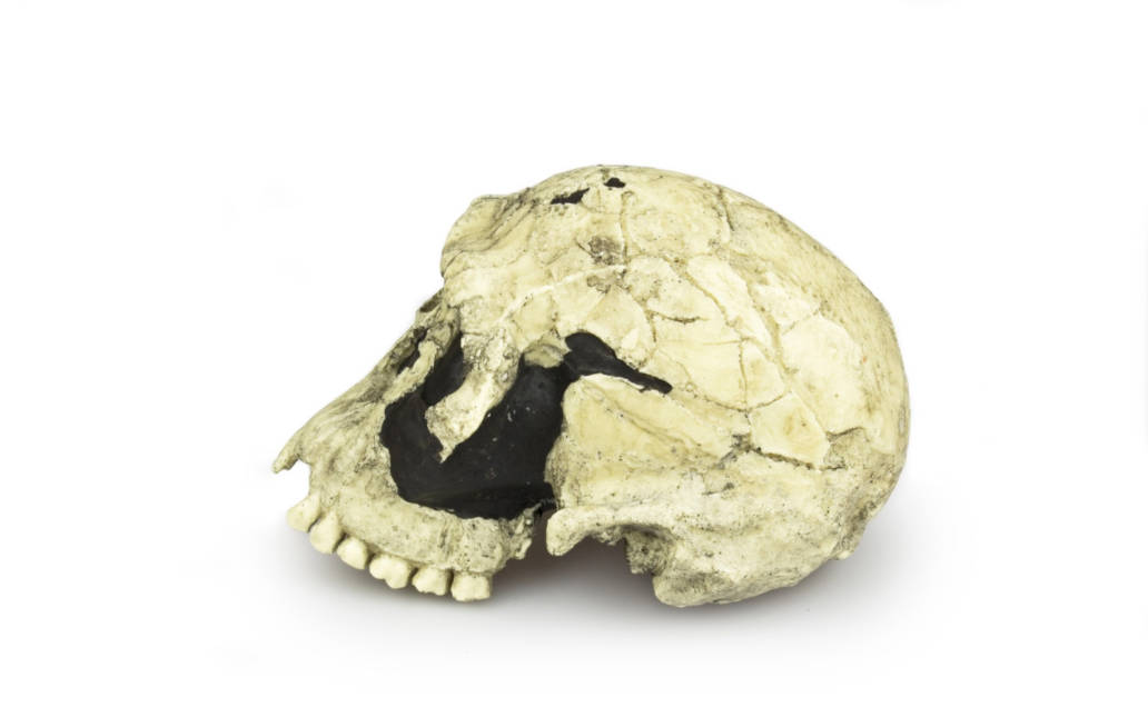 Homo habilis