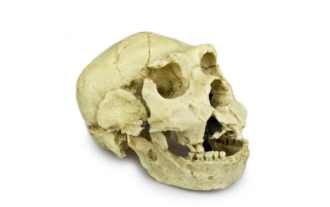 Homo heidelbergensis