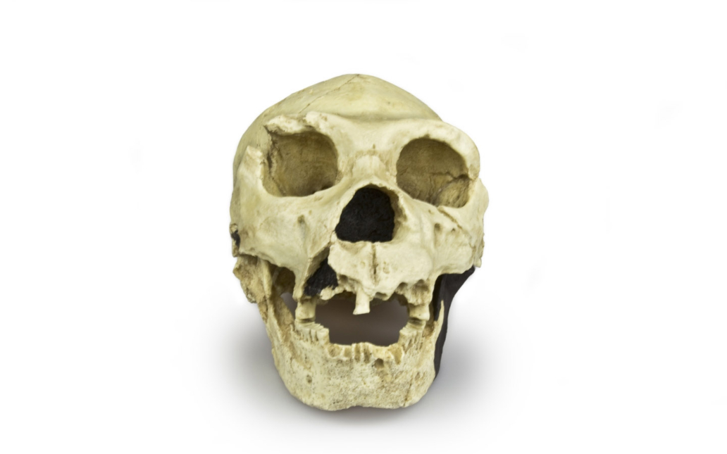 Homo heidelbergensis