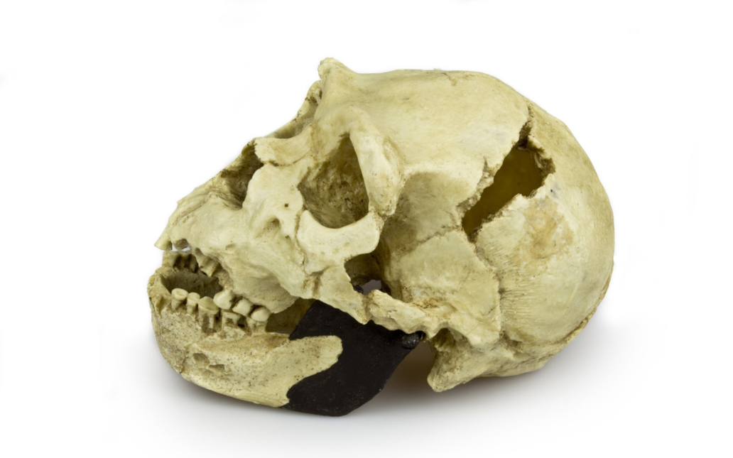 Homo heidelbergensis