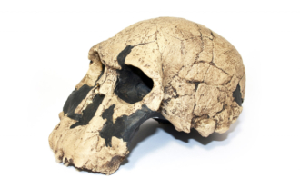 Homo rudolfensis