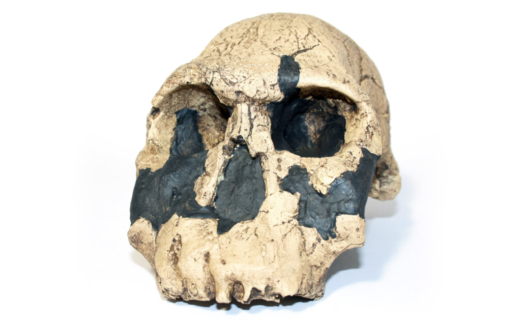 Homo rudolfensis