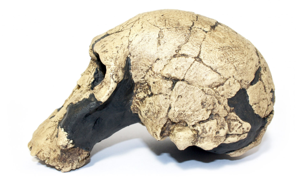 Homo rudolfensis