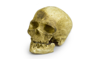 Homo sapiens fossilis