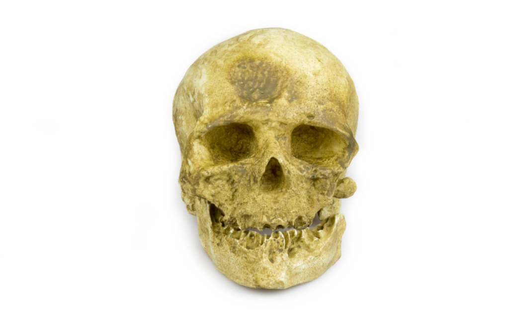 Homo sapiens fossilis