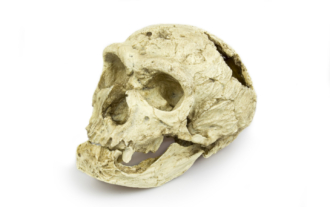 Homo sapiens neanderthalensis (King)