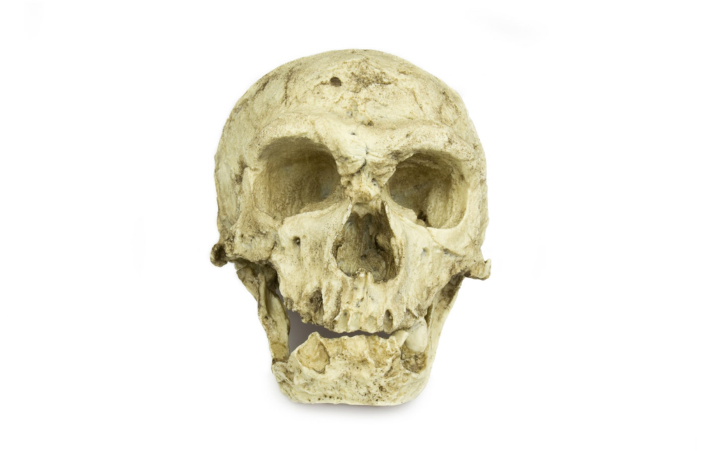 Homo sapiens neanderthalensis (King)