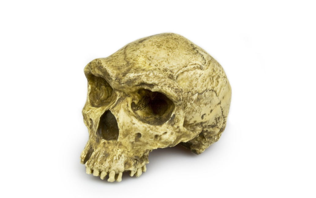 Homo sapiens rhodesiensis