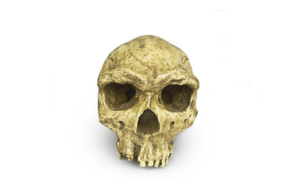 Homo sapiens rhodesiensis