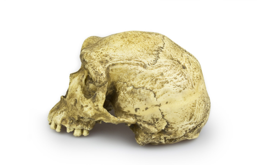 Homo sapiens rhodesiensis