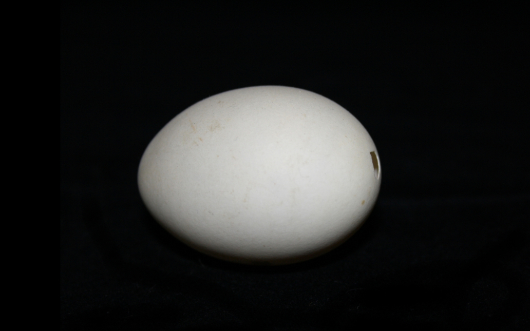 Huevo de ánade real (Anas platyrhynchos)