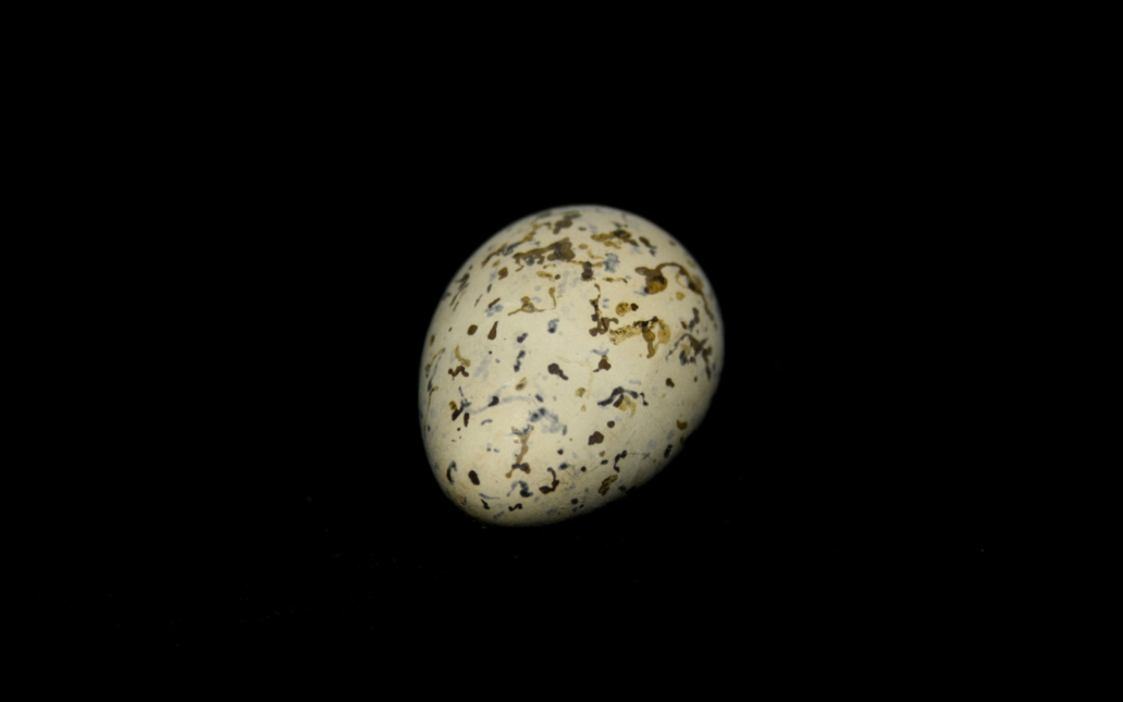 Chorlitejo patinegro (Charadrius alexandrinus). Huevo