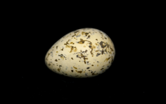 Chorlitejo patinegro (Charadrius alexandrinus). Huevo