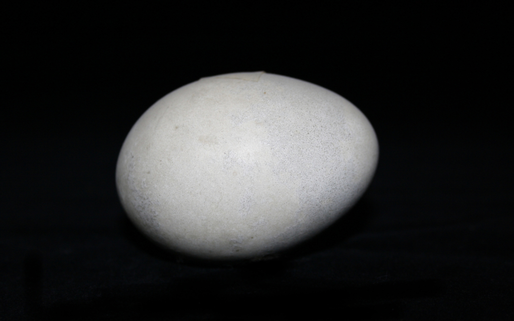 Cigüeña blanca (Ciconia ciconia). Huevo