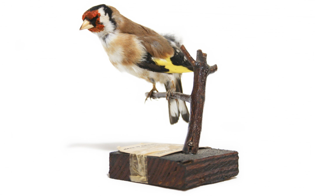 Jilguero (Carduelis carduelis)