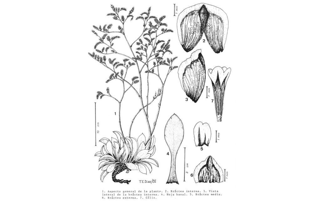 Limonium malacitanum (Díez Garretas)