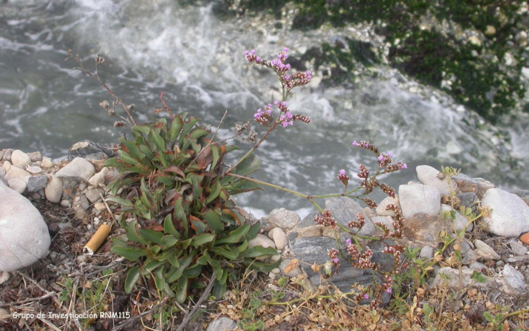 Limonium malacitanum (Díez Garretas)