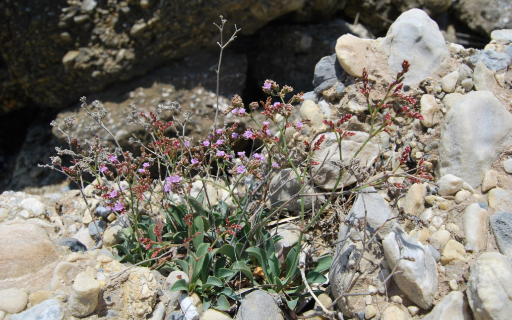 Limonium malacitanum (Díez Garretas)