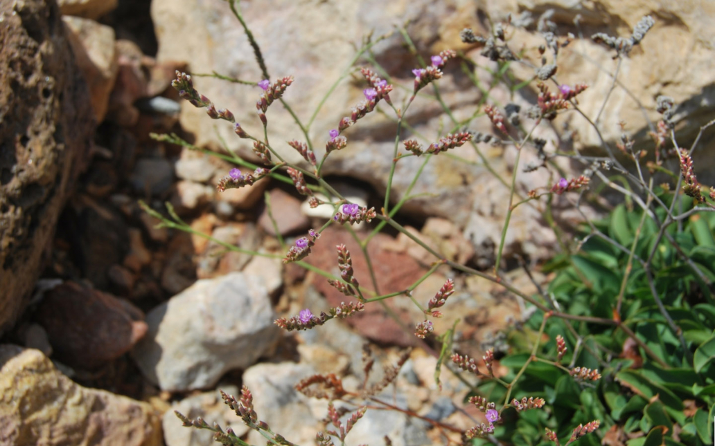 Limonium malacitanum (Díez Garretas)