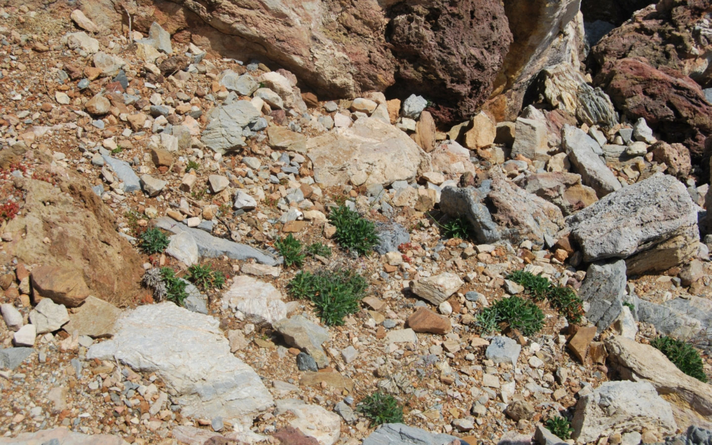 Limonium malacitanum (Díez Garretas)