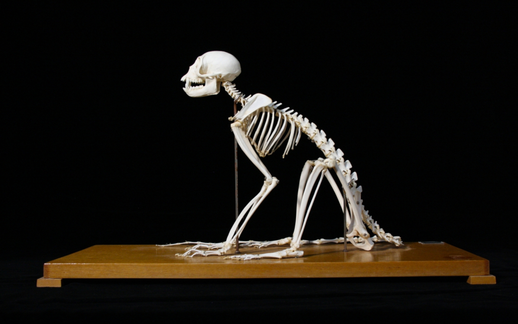 Mono rhesus (Macaca mulatta). Esqueleto