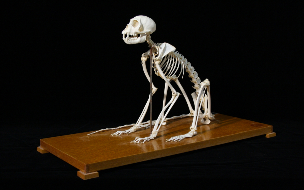 Mono rhesus (Macaca mulatta). Esqueleto