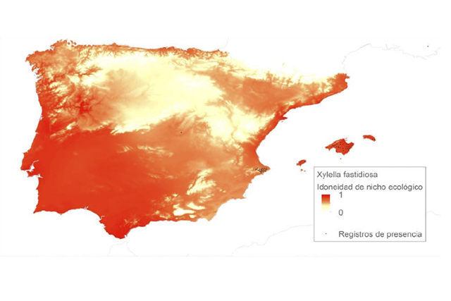 Publican el primer mapa de distribución de la 'Xylella fastidiosa'