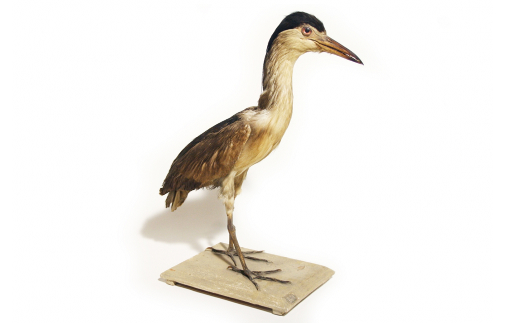 Martinete común (Nycticorax nycticorax)