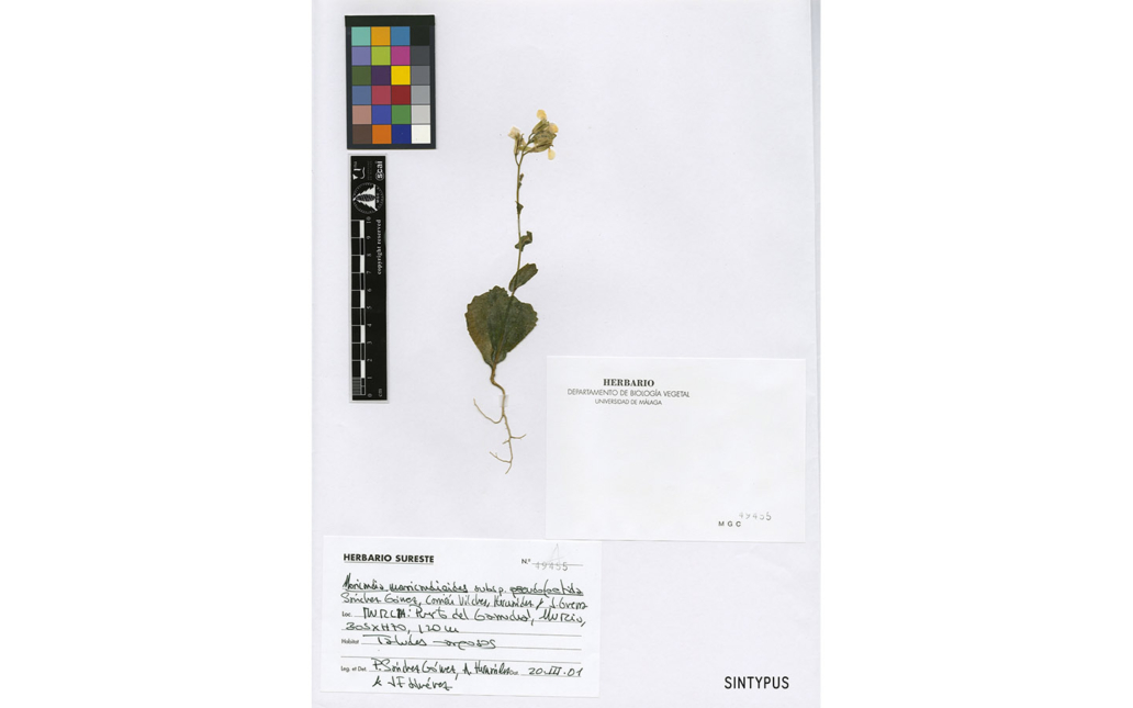 Moricandia moricandioides subsp. pseudofoetida (Sánchez Gómez, M. A. Carrión, A. Hern. & J. Guerra)