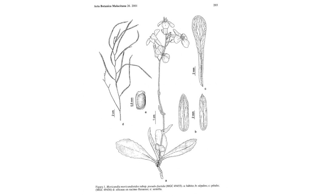 Moricandia moricandioides subsp. pseudofoetida (Sánchez Gómez, M. A. Carrión, A. Hern. & J. Guerra)