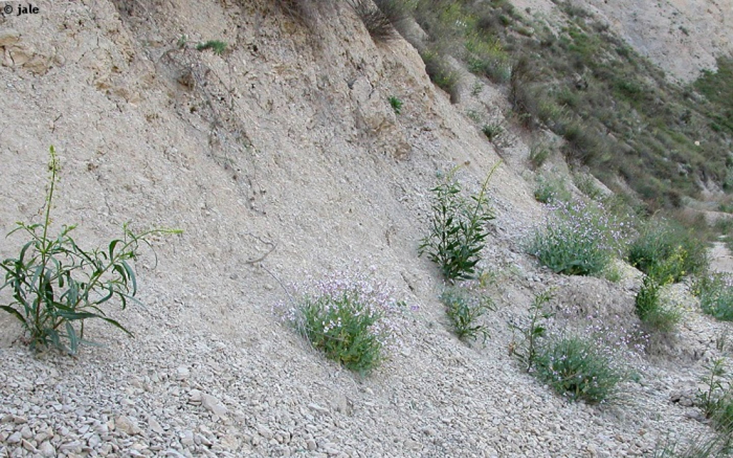 Moricandia moricandioides subsp. pseudofoetida (Sánchez Gómez, M. A. Carrión, A. Hern. & J. Guerra)